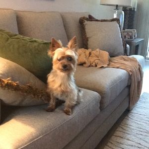 Meet your Posher, Susan